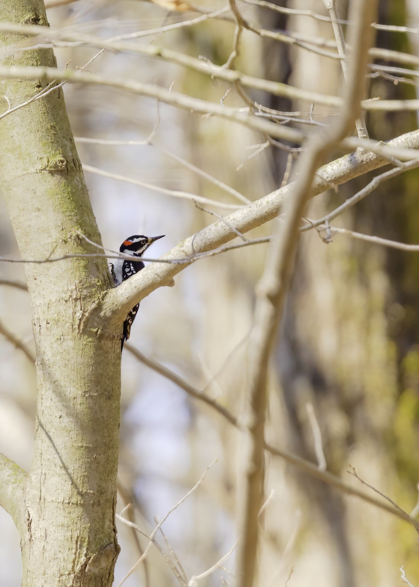 Hairy Woodpecker - ML442718491