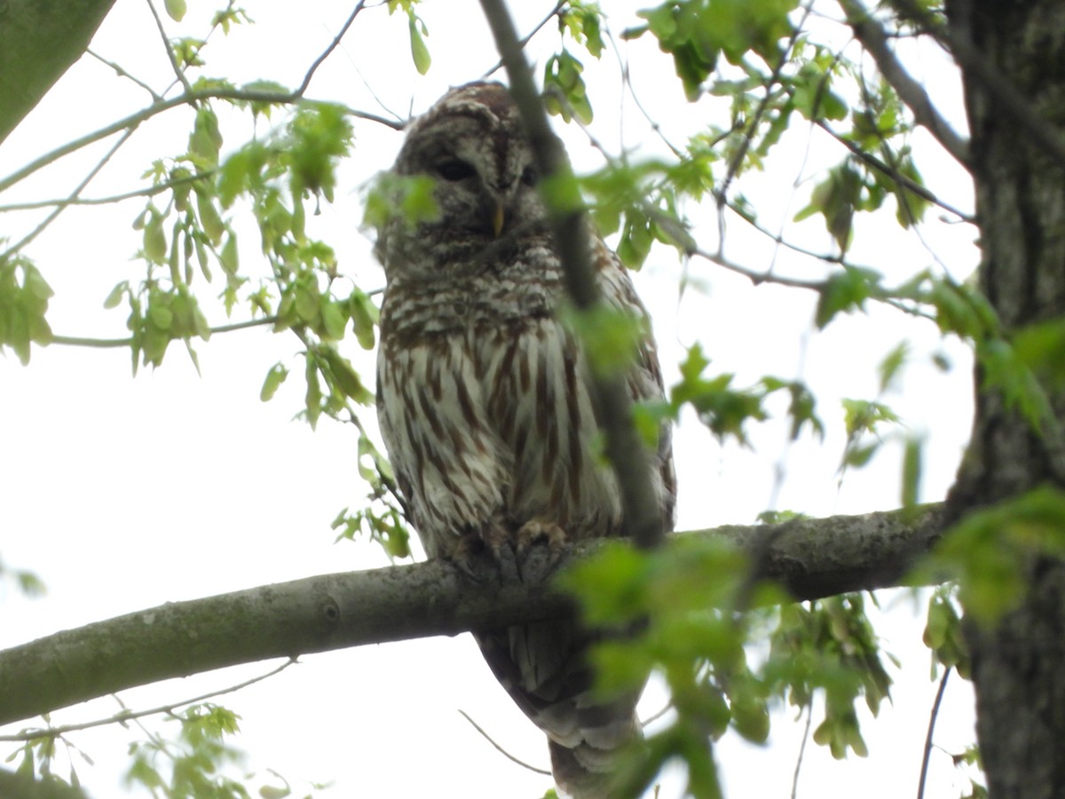 Barred Owl - ML442718681