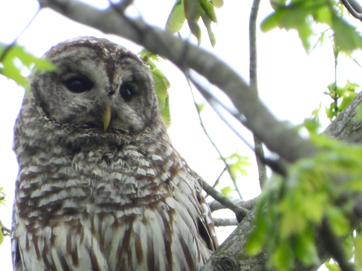 Barred Owl - ML442719171