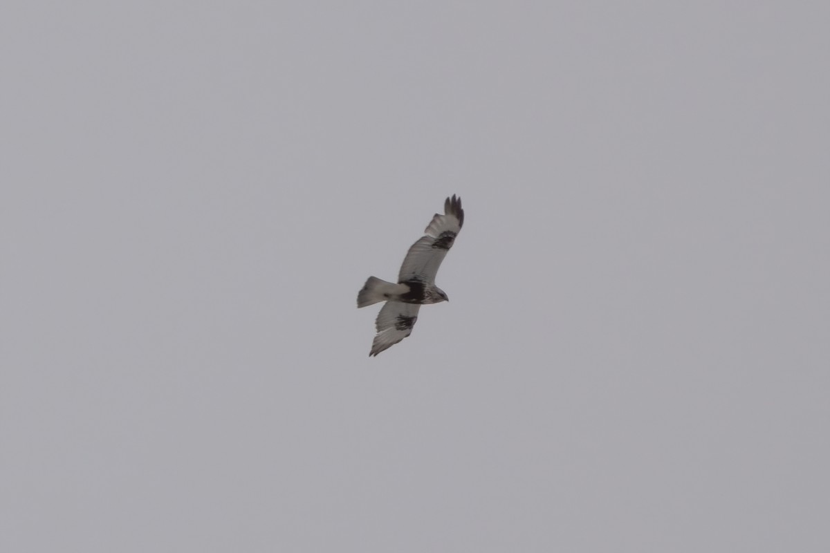 Rough-legged Hawk - ML442719781