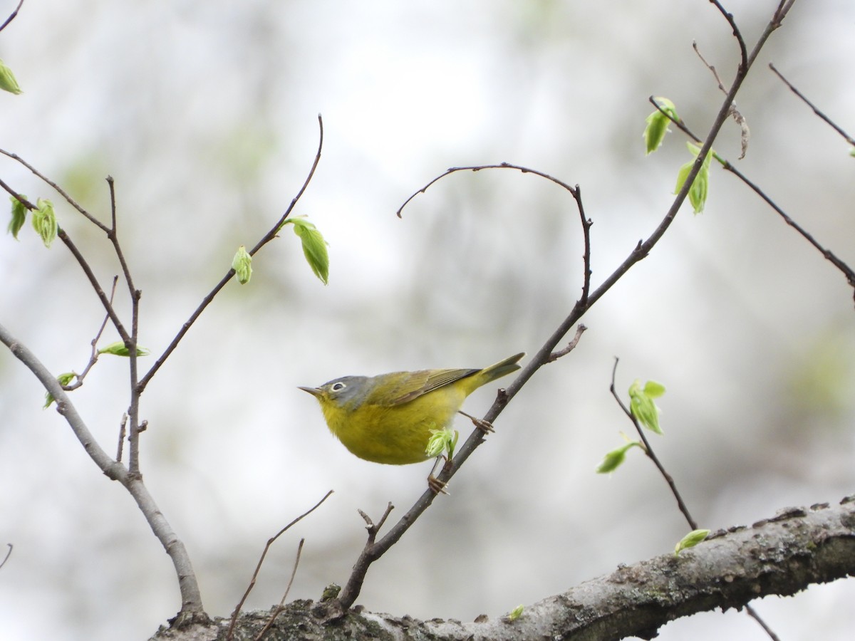 Nashville Warbler - ML442720211