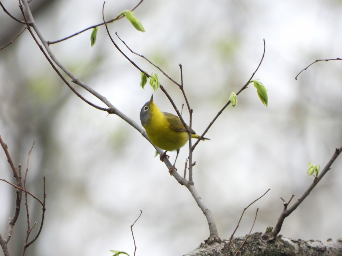 Nashville Warbler - ML442720351