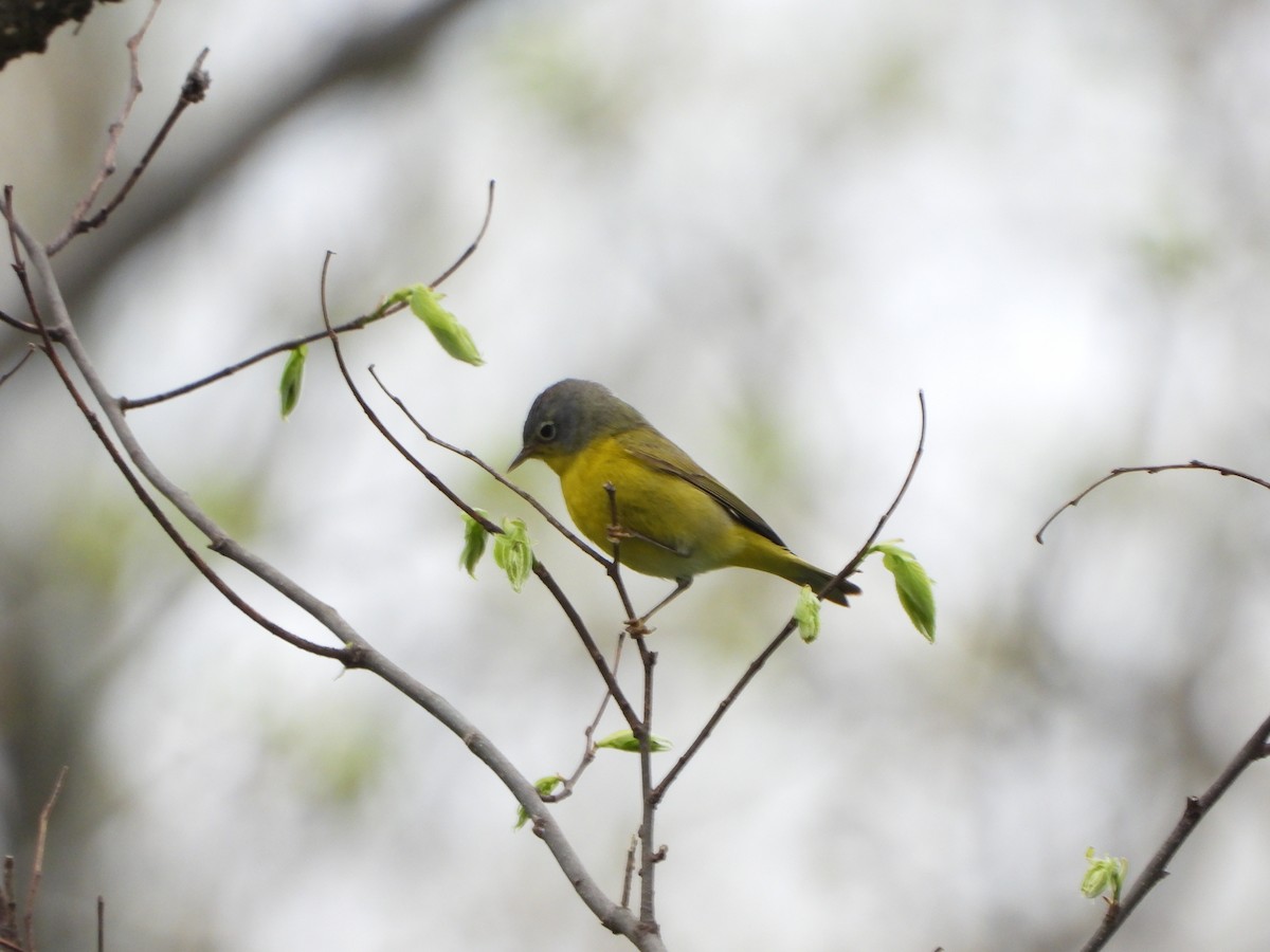 Nashville Warbler - ML442720641