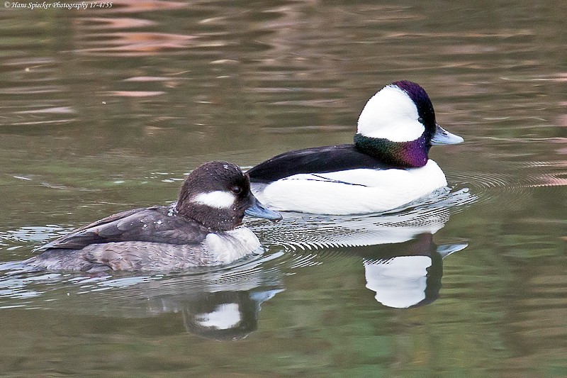 Bufflehead - Hans Spiecker