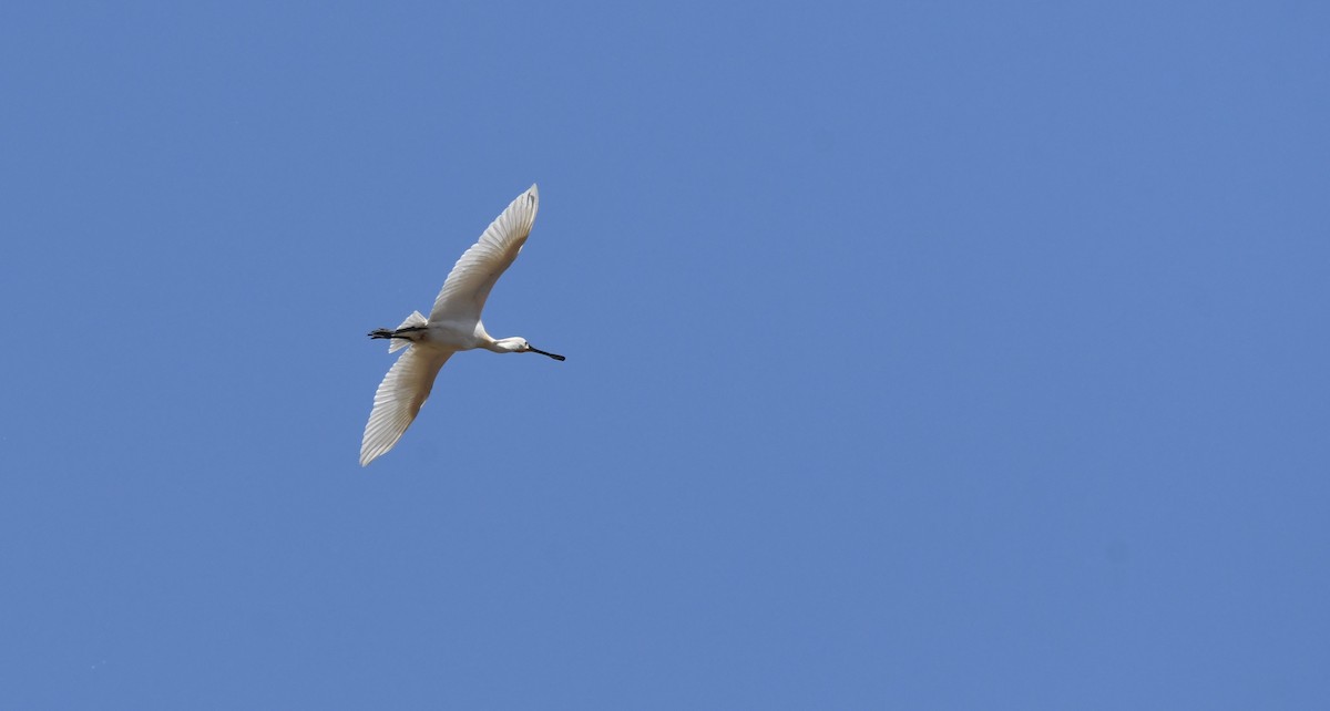 Eurasian Spoonbill - ML442723171