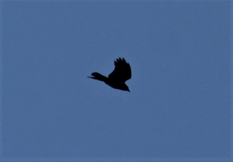 Fish Crow - ML442723651