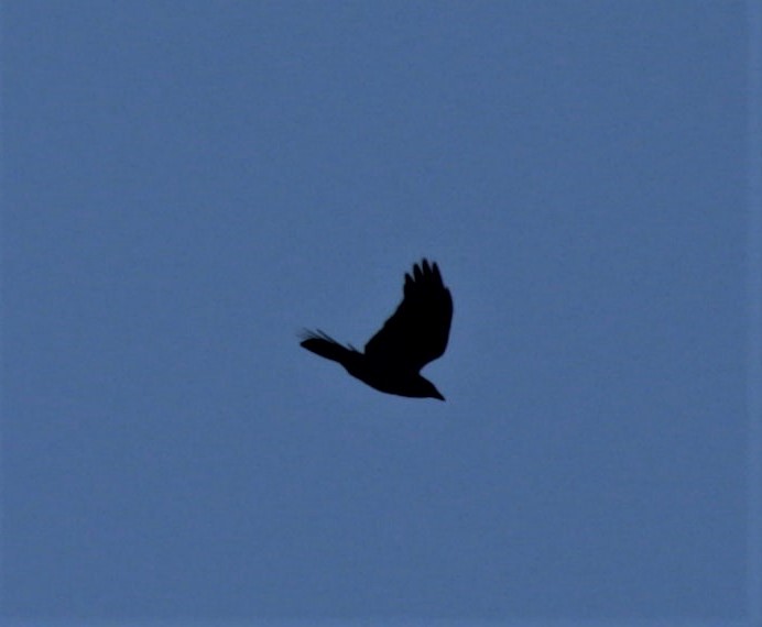 Fish Crow - ML442723661