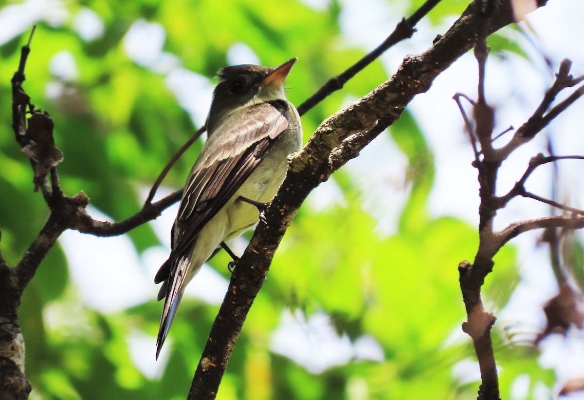 pewee sp. (Contopus sp.) - Rick Jacobsen