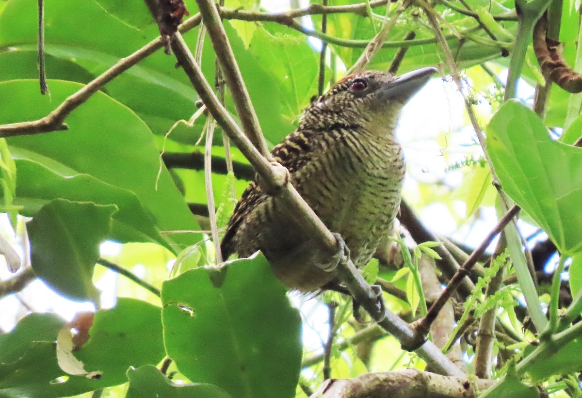 Fasciated Antshrike - ML442724211