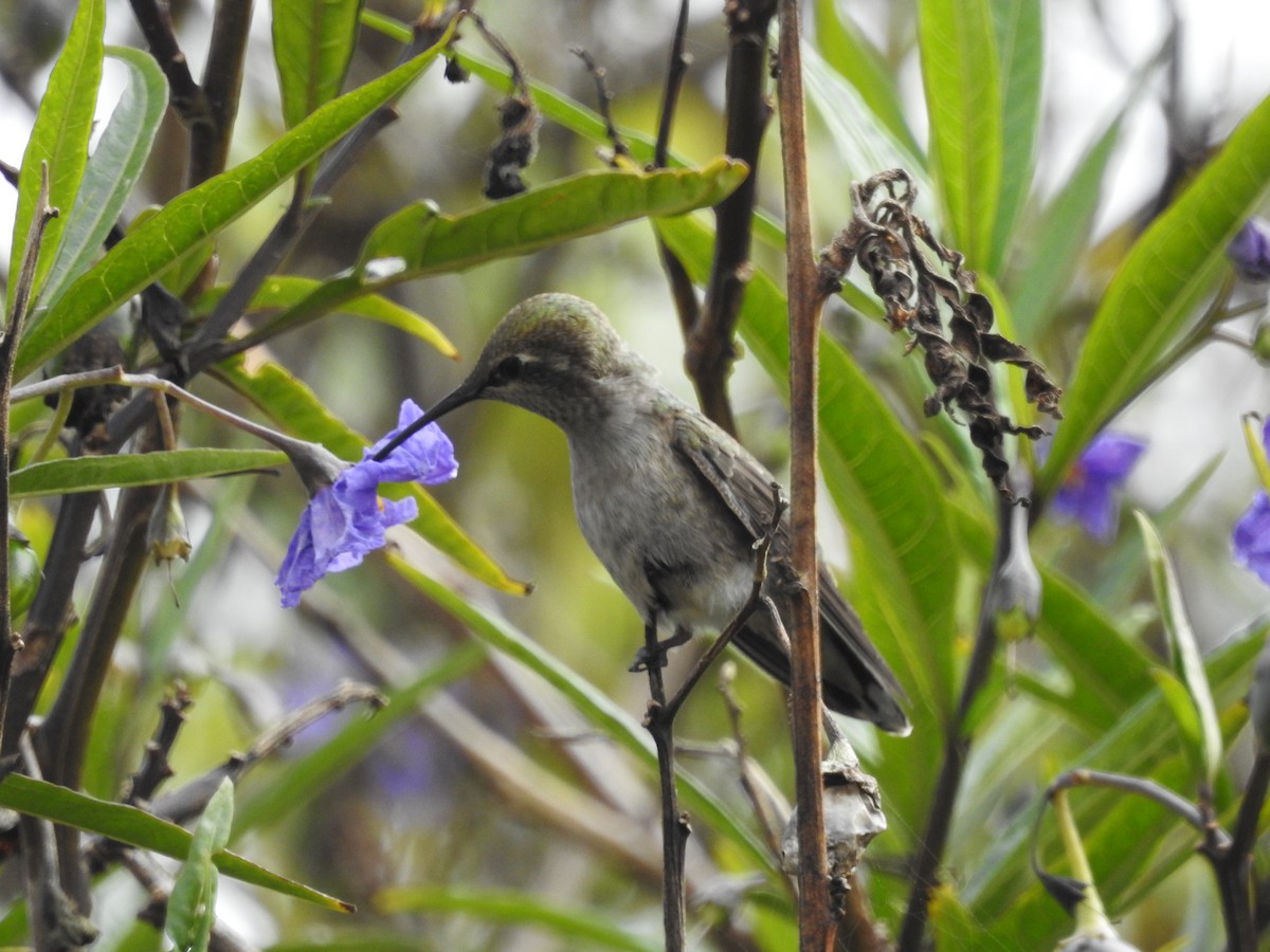 Anna's Hummingbird - ML442724311