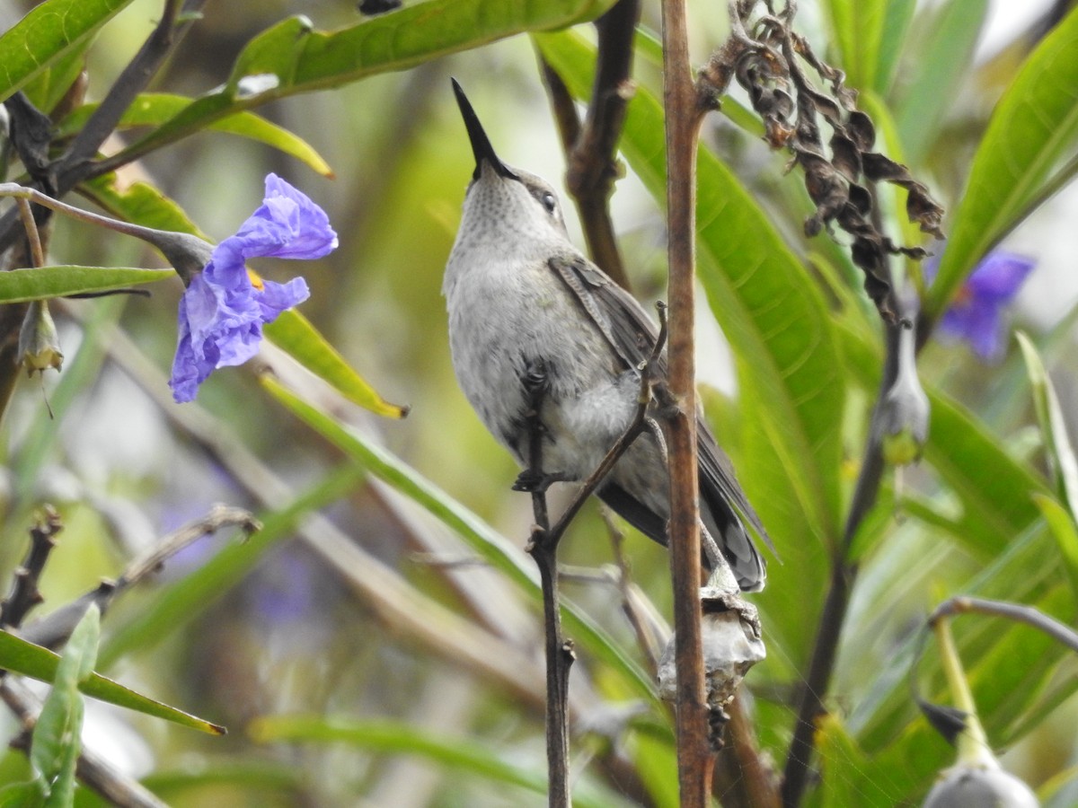 Anna's Hummingbird - ML442724321