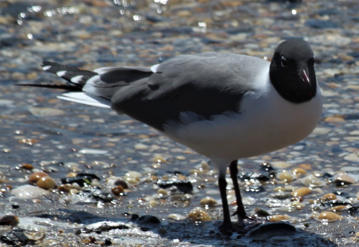 Gaviota Guanaguanare - ML442725161