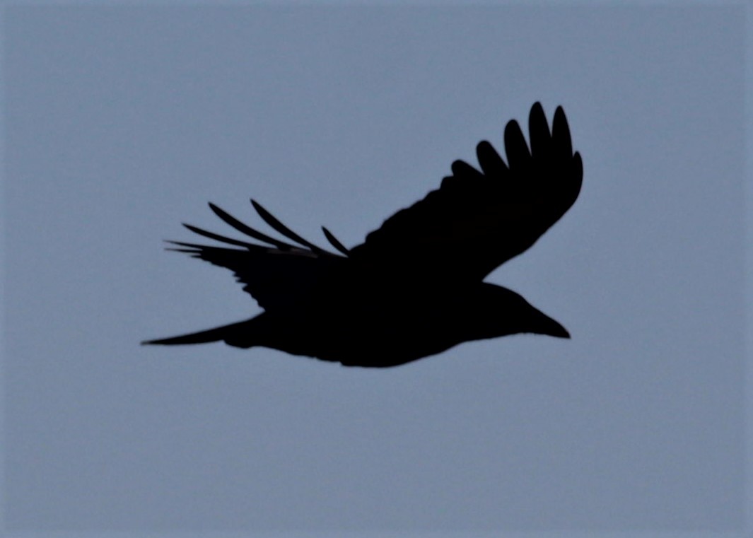 Fish Crow - ML442725341