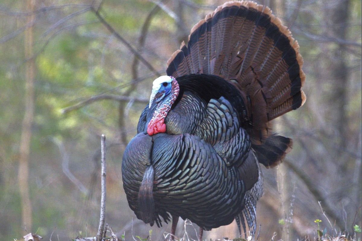 Wild Turkey - ML442726601