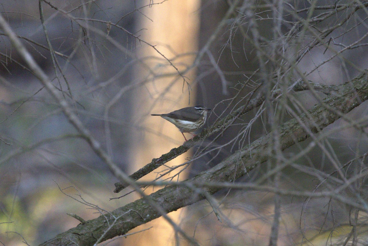 Louisiana Waterthrush - ML442726711