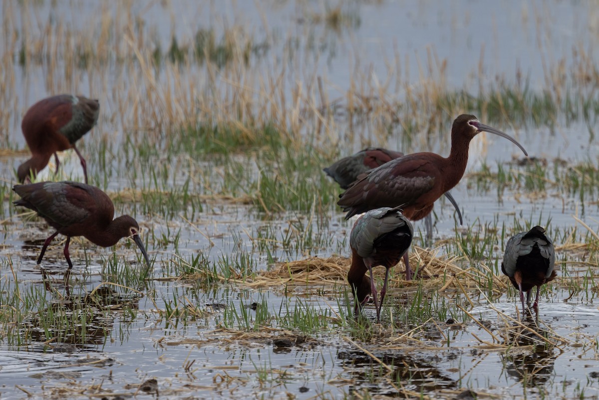 White-faced Ibis - ML442727841