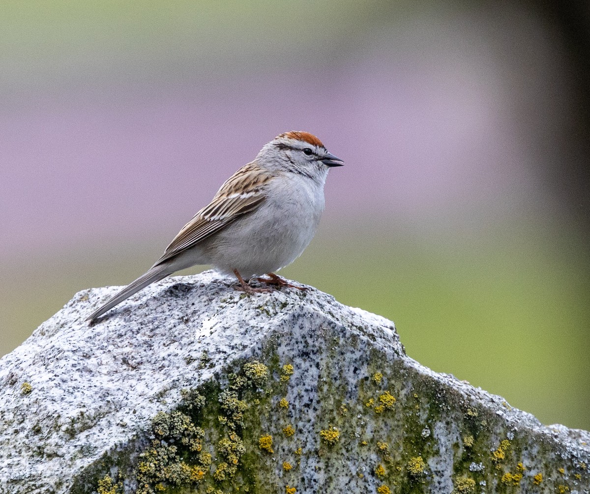 Chipping Sparrow - ML442728131
