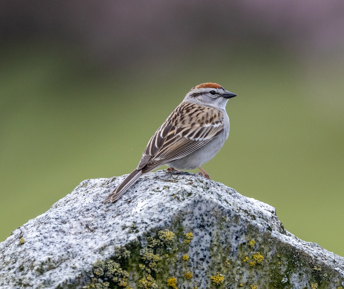 Chipping Sparrow - ML442728881