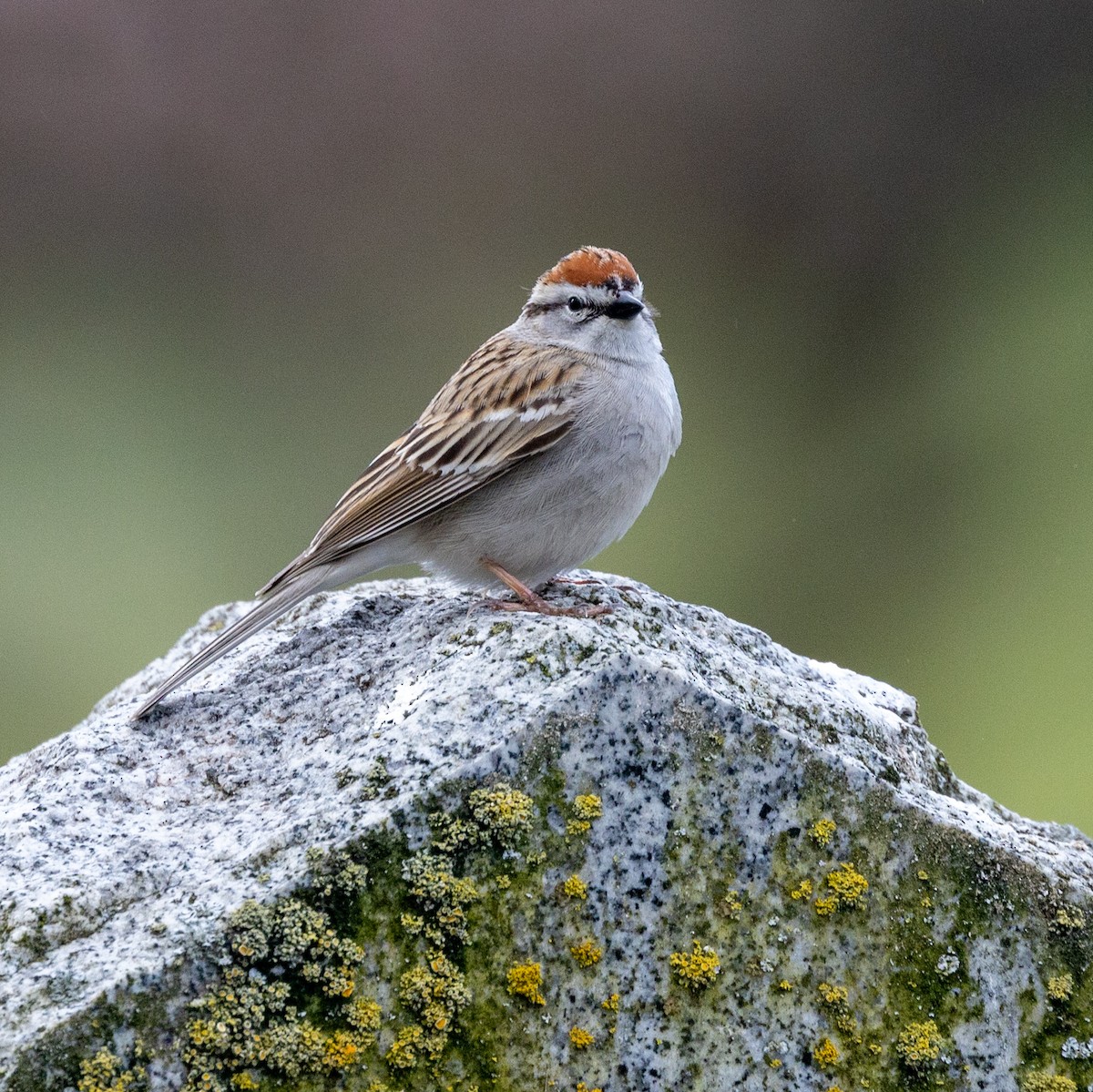 Chipping Sparrow - ML442729111