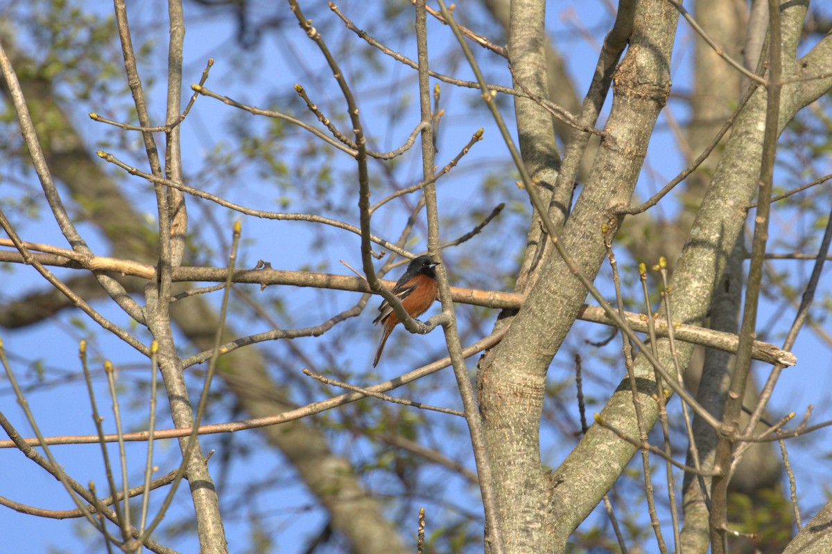 Orchard Oriole - ML442729461