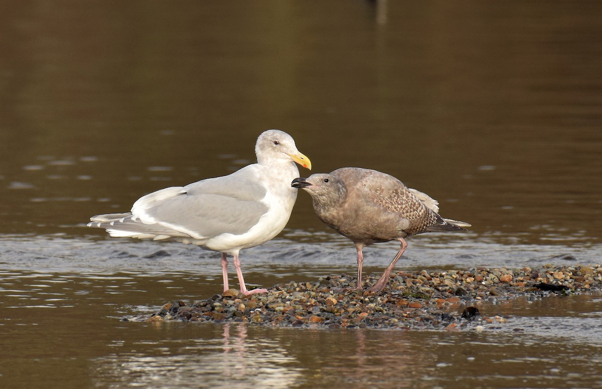 Glaucous-winged Gull - Ryan O'Donnell