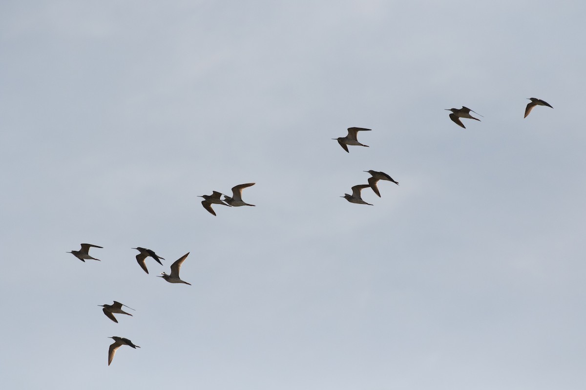 Greater Yellowlegs - ML442730891