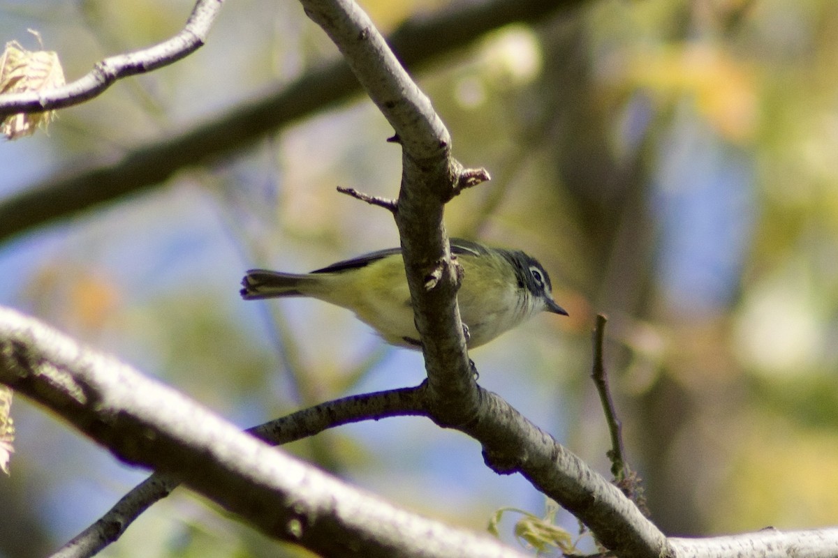 Blue-headed Vireo - ML442731291