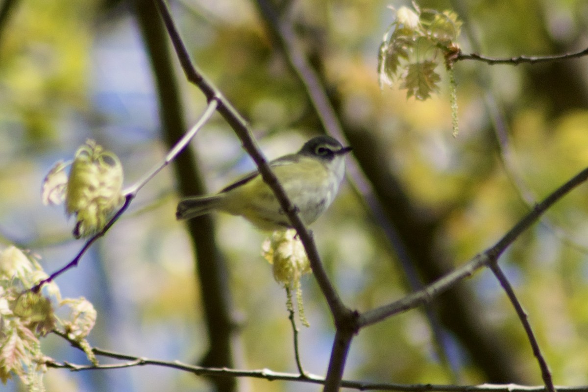 Blue-headed Vireo - ML442731351