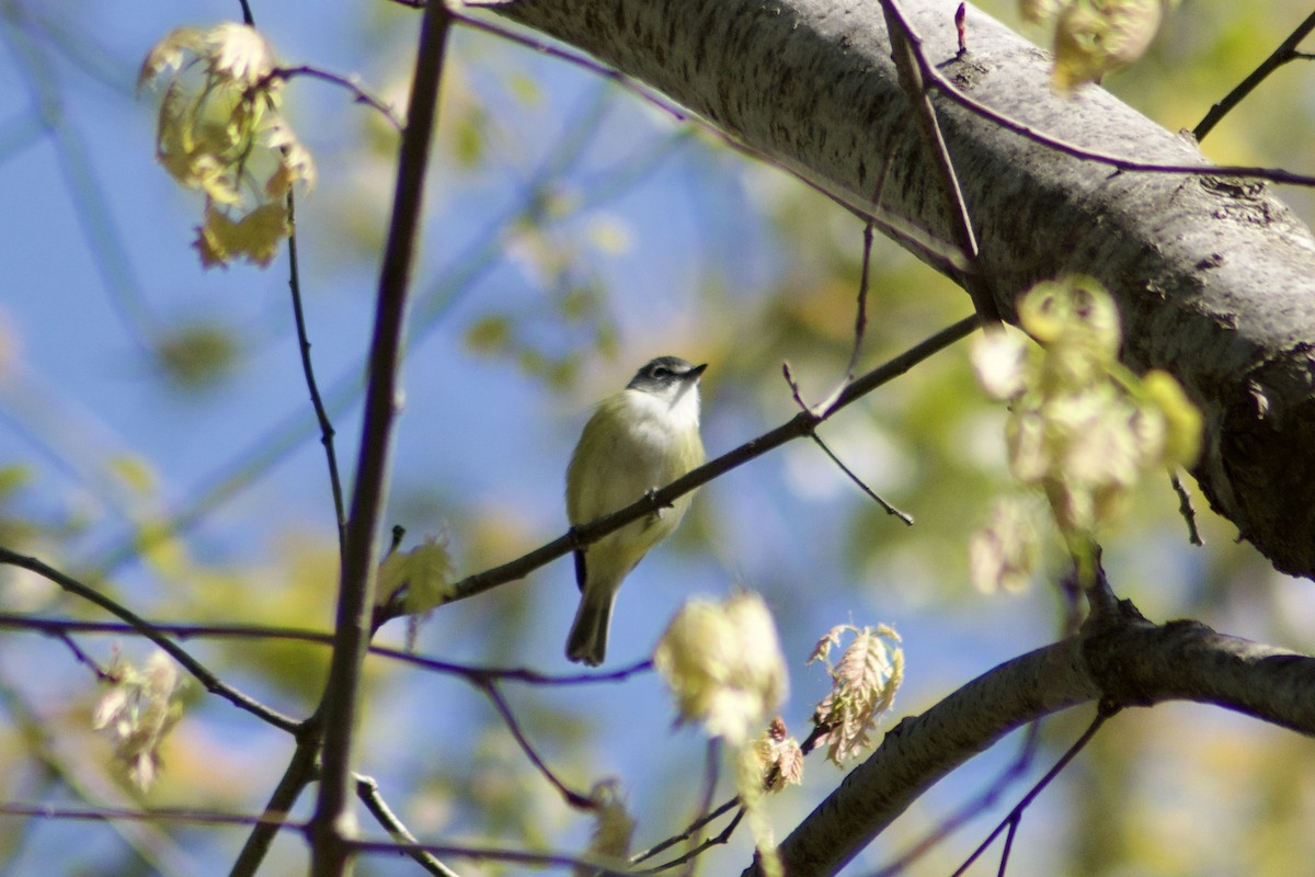Blue-headed Vireo - ML442731391