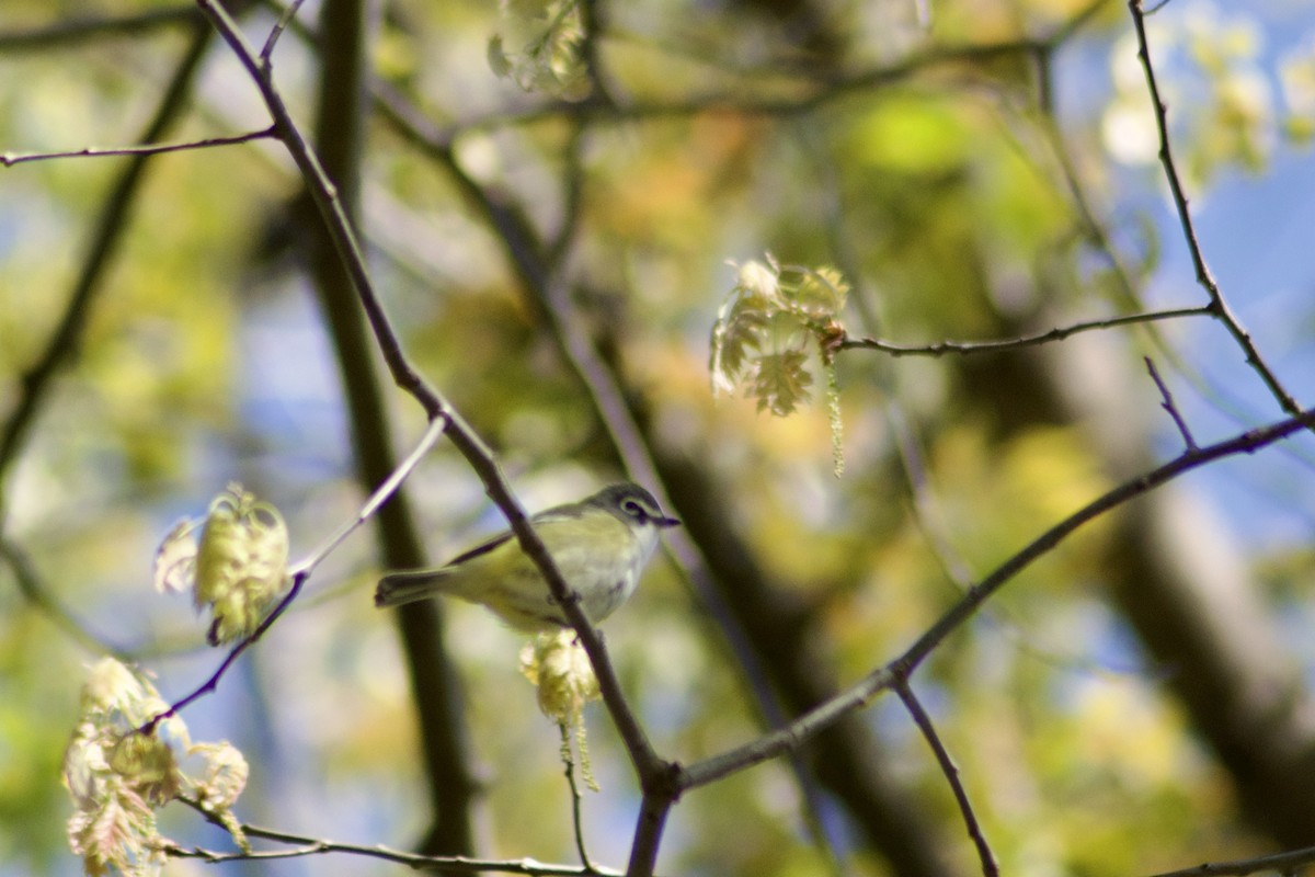 Blue-headed Vireo - ML442731401