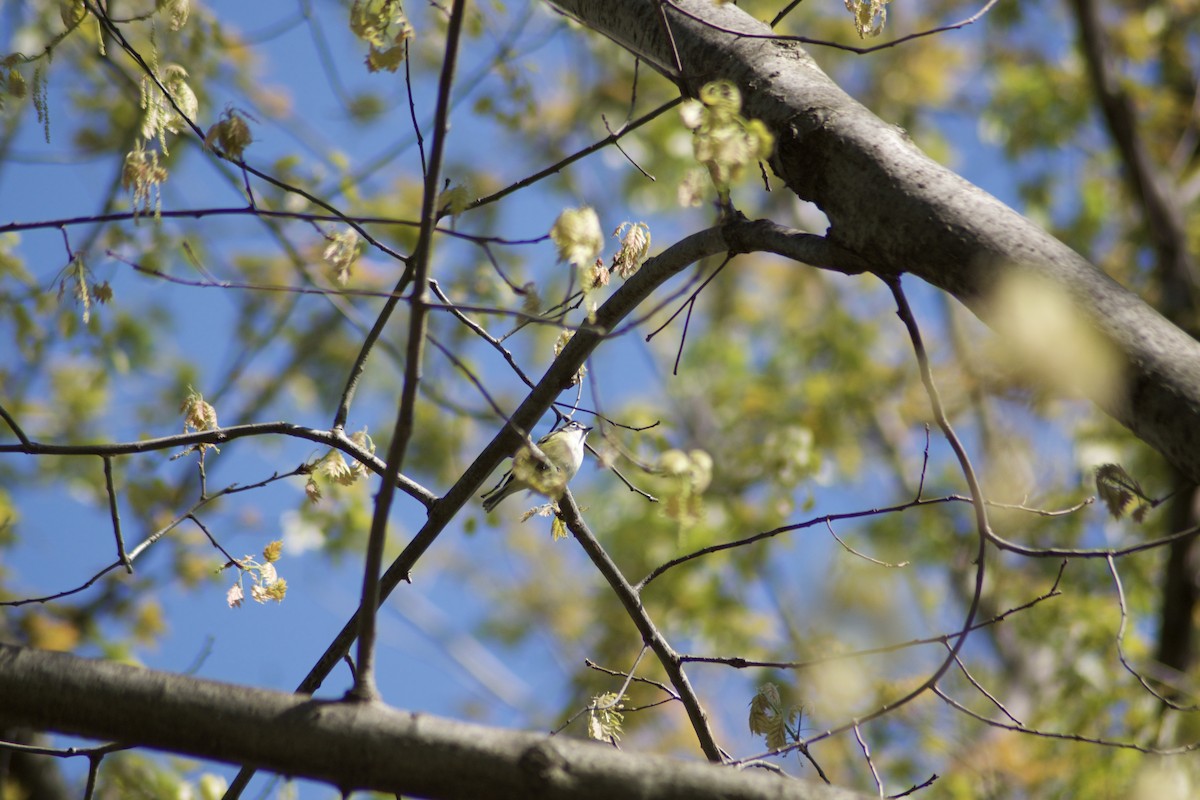 Blue-headed Vireo - ML442731471
