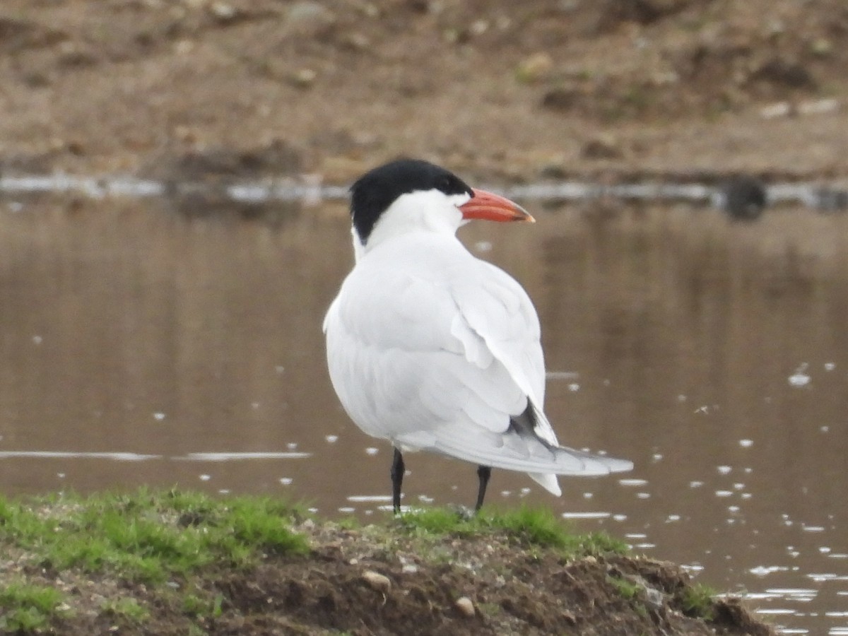 Txenada mokogorria - ML442731631