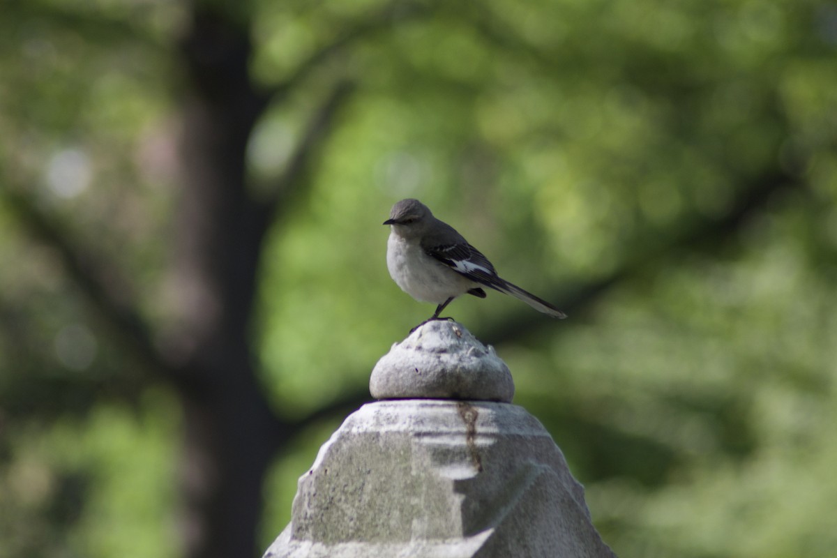 Northern Mockingbird - ML442731921