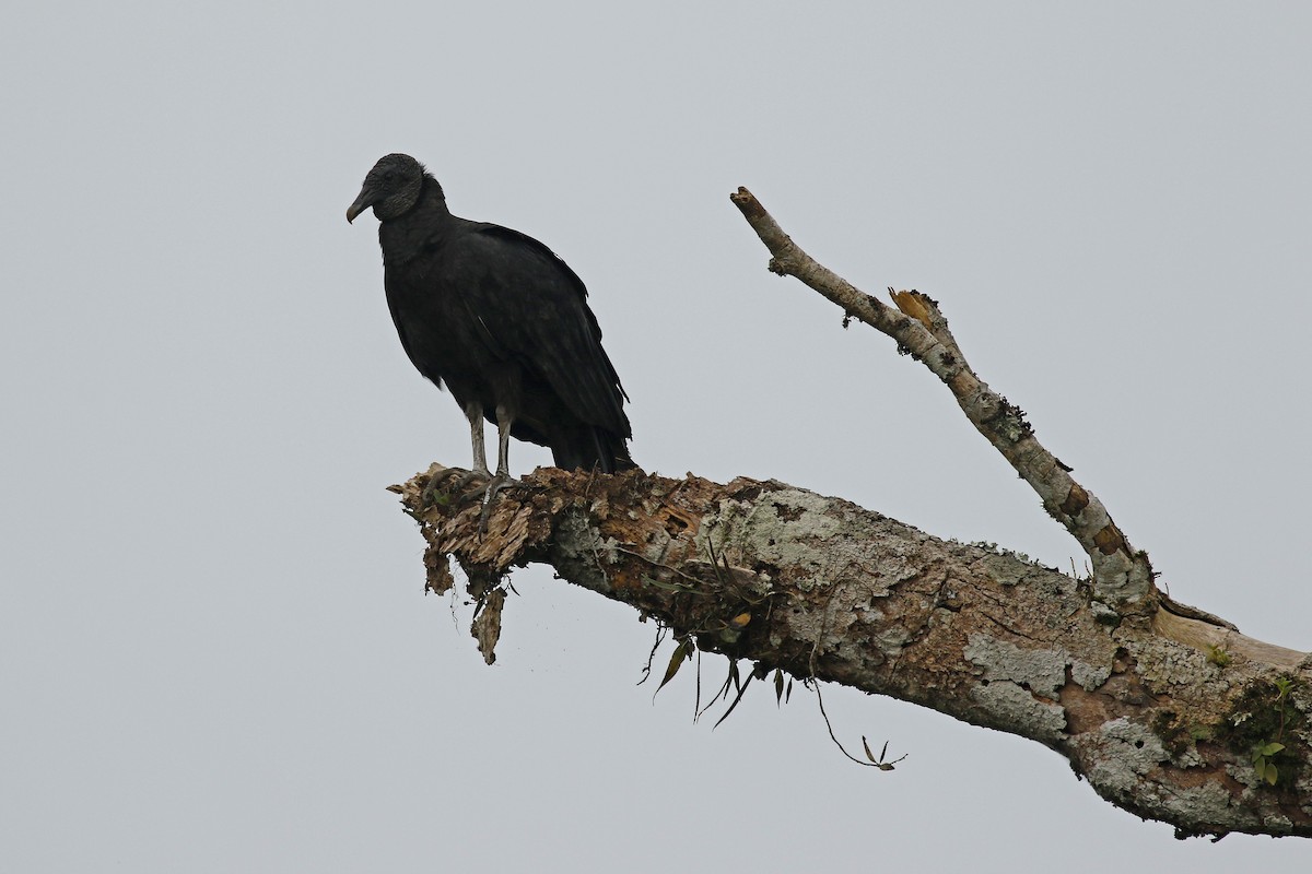 Black Vulture - ML442731931