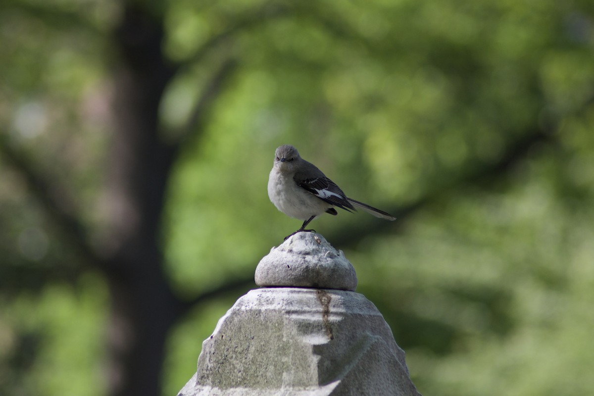 Northern Mockingbird - ML442731941