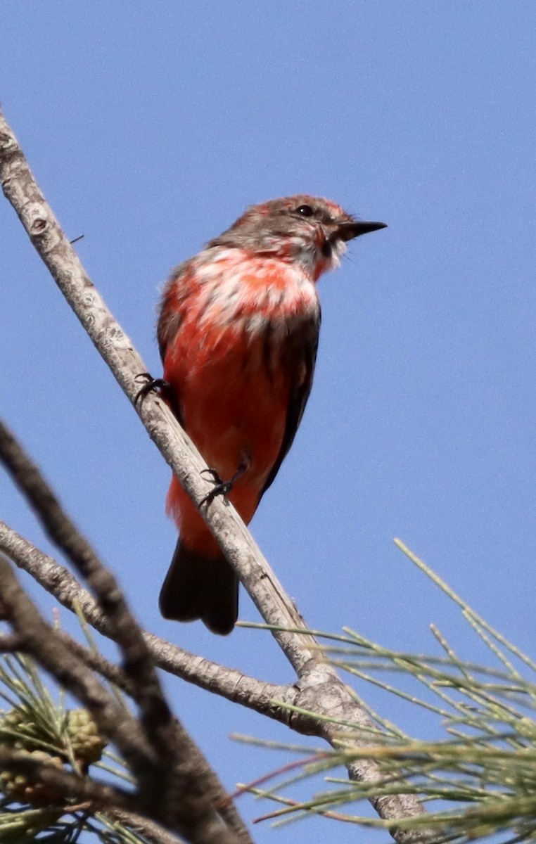 Vermilion Flycatcher - ML442732661