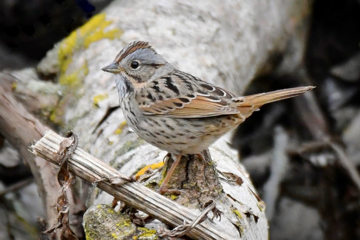 Lincoln's Sparrow - ML442732961