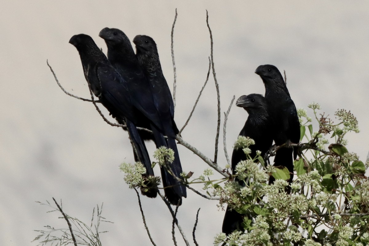 Smooth-billed Ani - ML442733071