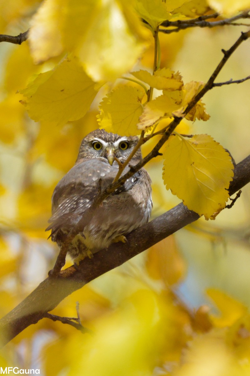 Austral Pygmy-Owl - ML442733671