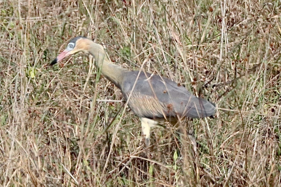 Whistling Heron - ML442733931