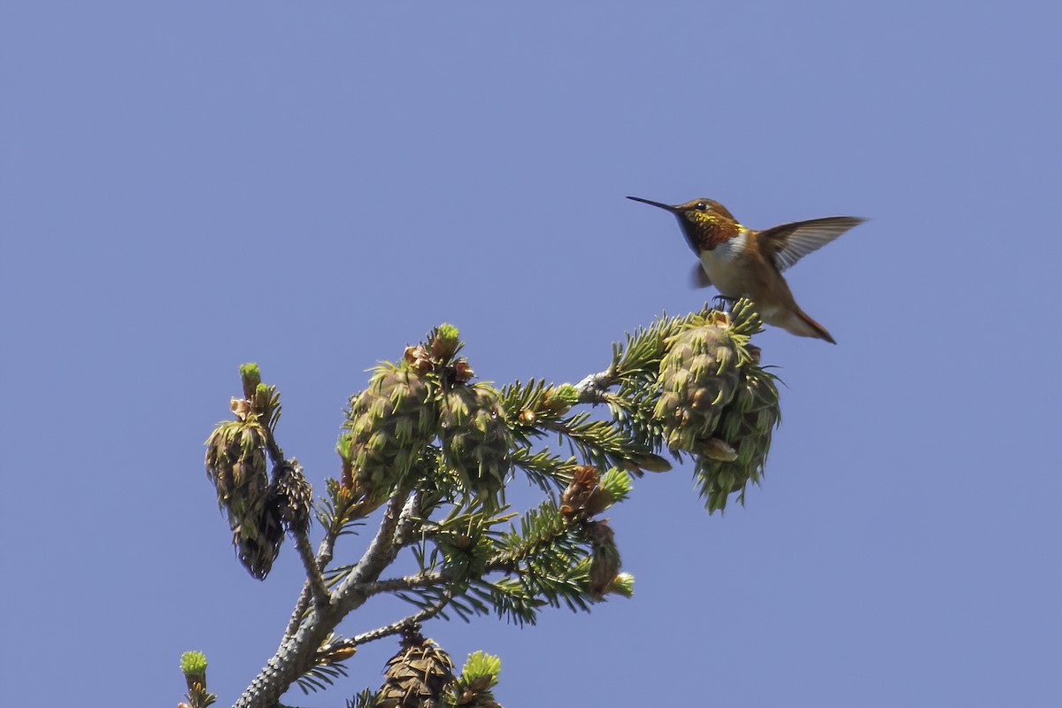 Rufous Hummingbird - ML442734041