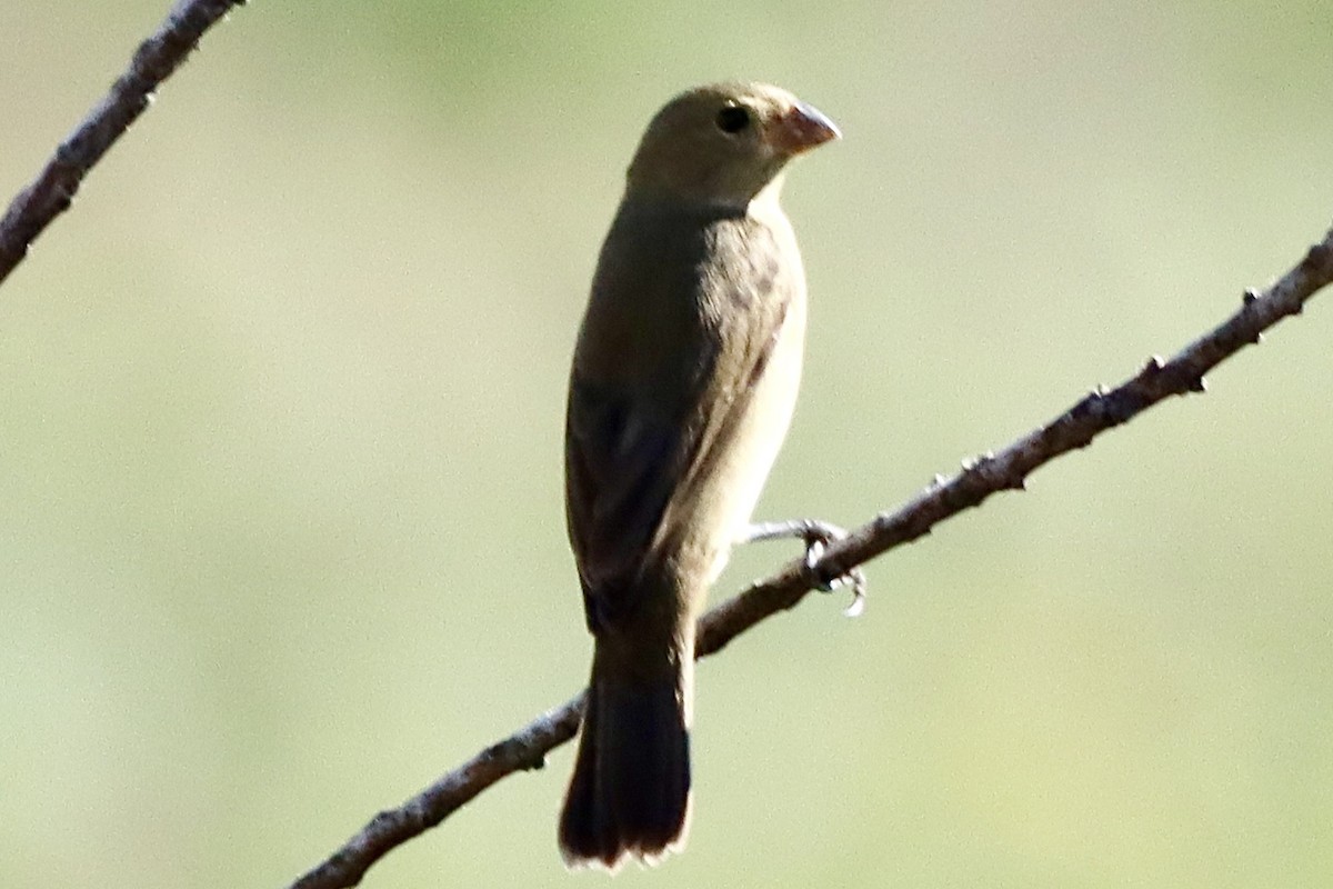 Double-collared Seedeater - ML442734481