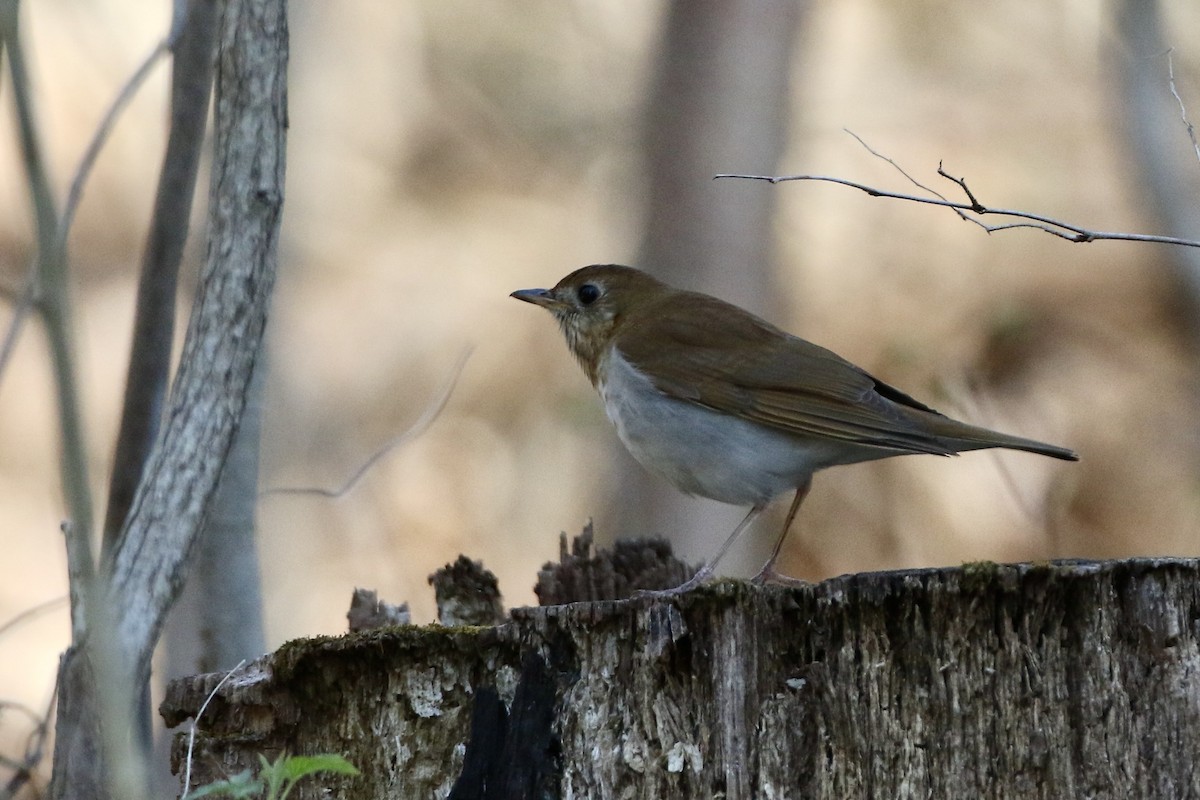 Veery - ML442734501