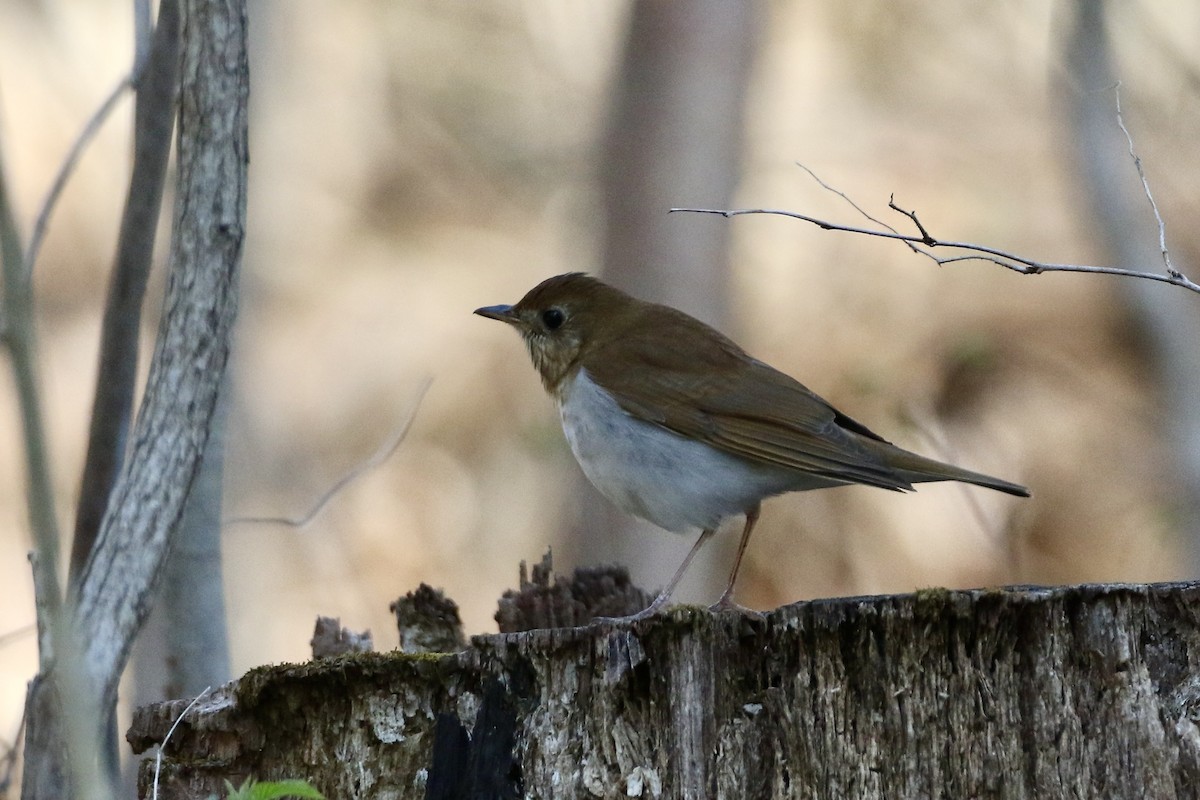 Veery - ML442734511