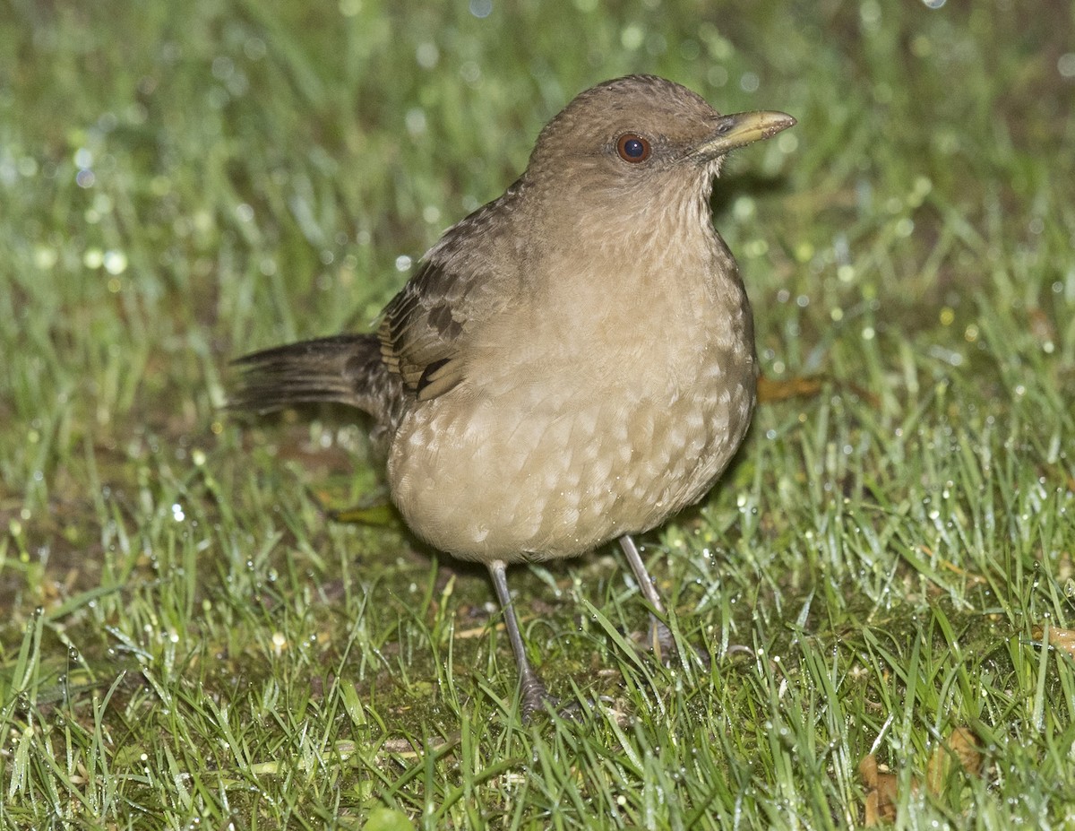 Clay-colored Thrush - ML44273631