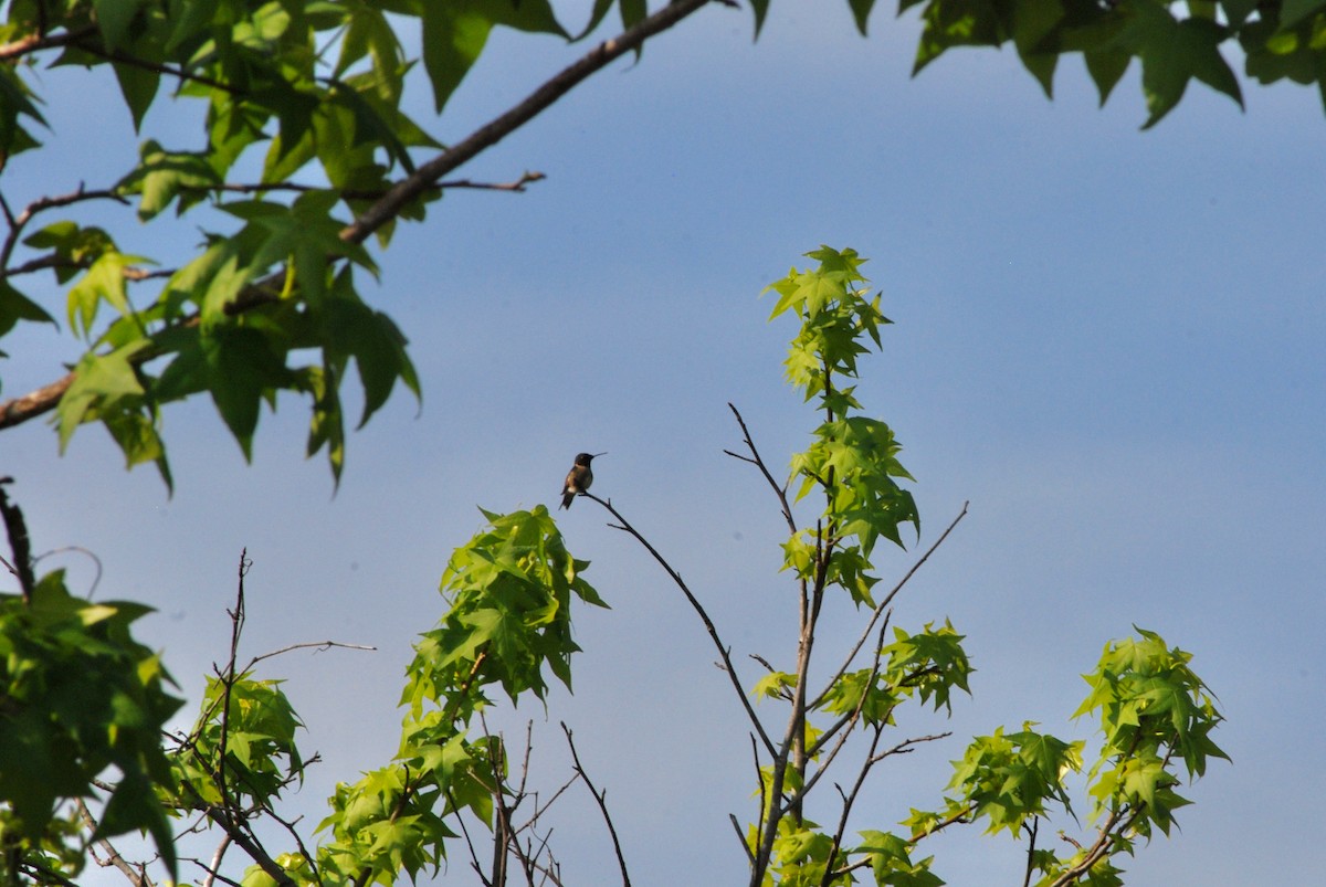 Ruby-throated Hummingbird - Nathaniel Blackford