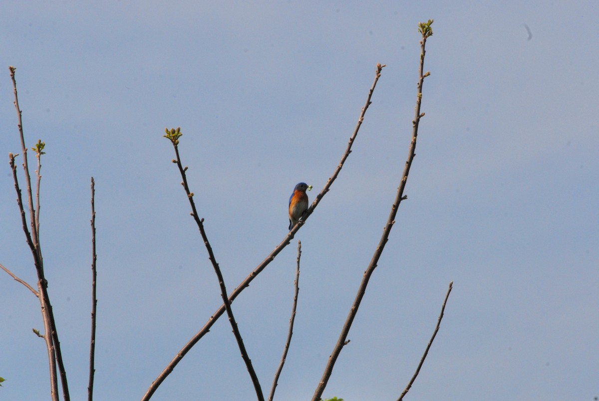 Eastern Bluebird - Nathaniel Blackford