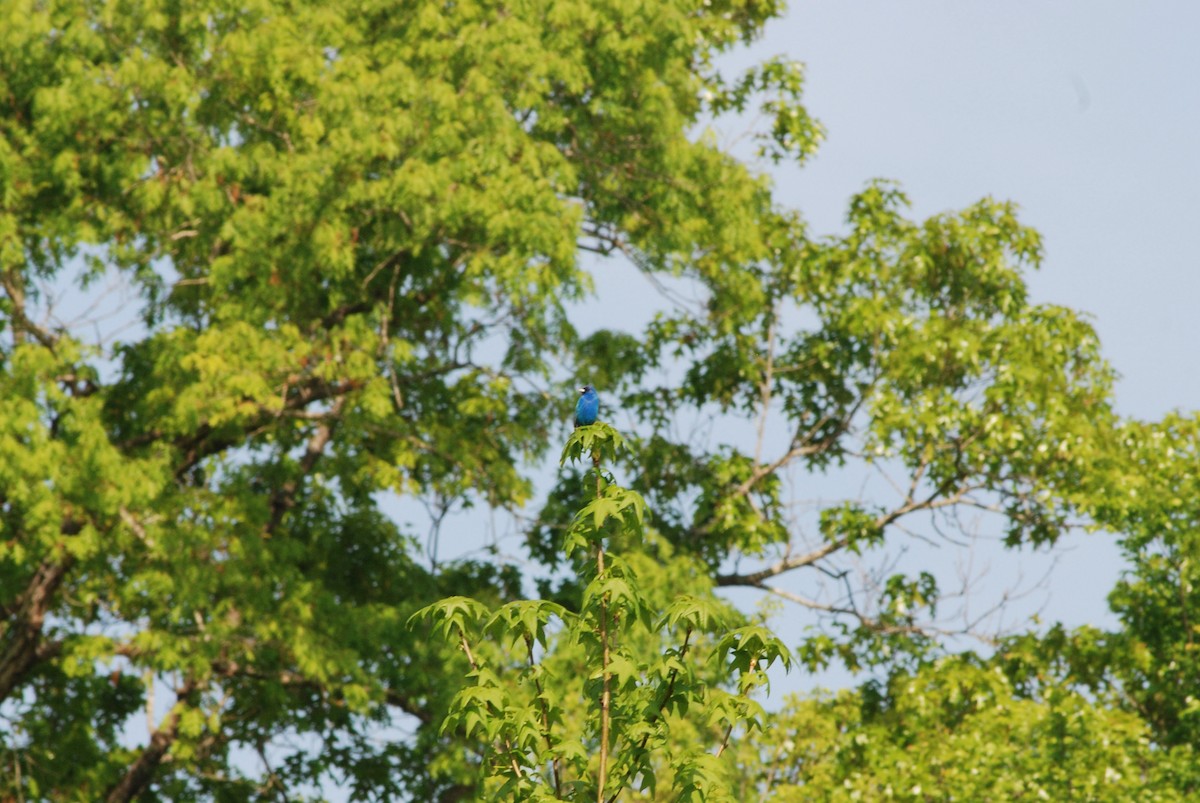 Indigo Bunting - Nathaniel Blackford