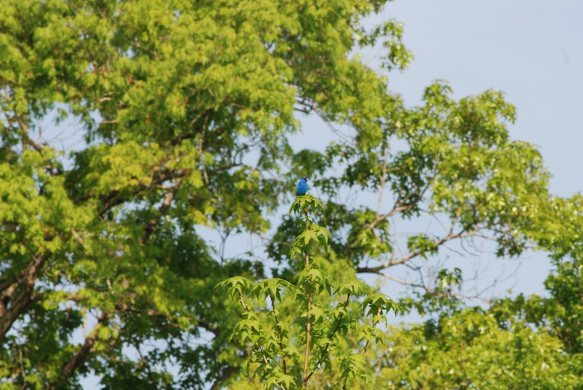 Indigo Bunting - Nathaniel Blackford