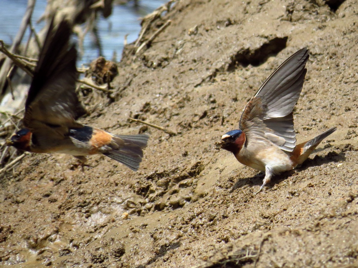 Cliff Swallow - ML442737871